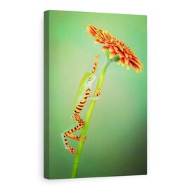 Tablou Canvas - Alpinist, Broasca, Urca, Floare, Gerbera, Animale, Marime: 80 x 120 cm - - Roveli