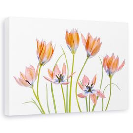Tablou canvas - Lalele portocalii, Natura moarta, Primavara, Flori, Gradina - - Roveli