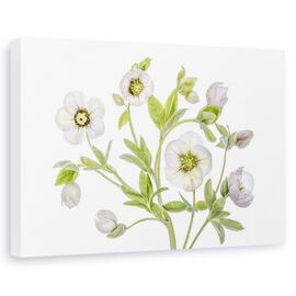 Tablou canvas - Spanz, Natura moarta, Primavara, Flori - - Roveli