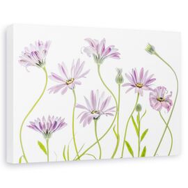 Tablou canvas - Margarete, Natura moarta, Flori, Gradina, Roz - - Roveli