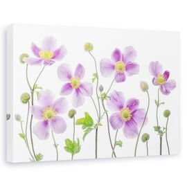 Tablou canvas - Anemone Japonica, Natura moarta, Flori - - Roveli