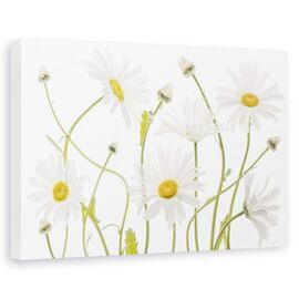 Tablou canvas - Margarete, Natura moarta, Flora, Alb, Verde - - Roveli