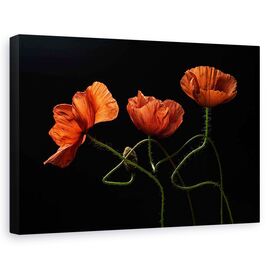 Tablou canvas - Aproape de miezul noptii 2, Natura moarta, Maci, Rosu, Romantism - - Roveli