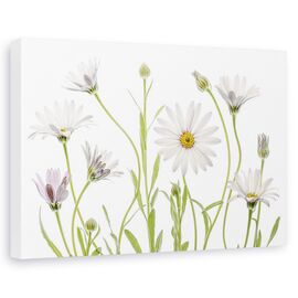 Tablou canvas - Margarete, Natura moarta, Flori, Gradina, Planta - - Roveli