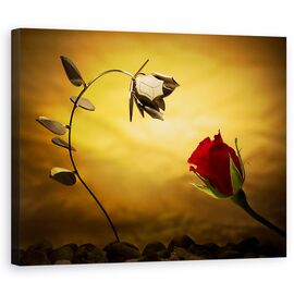 Tablou Canvas - Contrariile Se Atrag, Marime: 60 x 75 cm - - Roveli