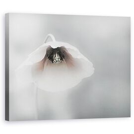 Tablou Canvas - Frumusete Efemera, Marime: 60 x 75 cm - - Roveli
