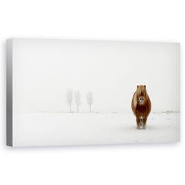 Tablou Canvas - Poneiul Rece - - Roveli