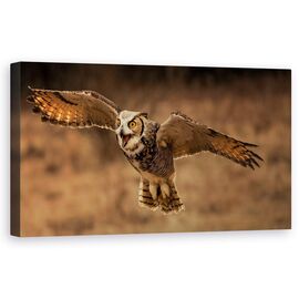 Tablou Canvas - Bufnita Mare Cu Coarne - - Roveli