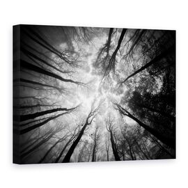 Tablou Canvas - Copaci, Marime: 75 x 100 cm - - Roveli