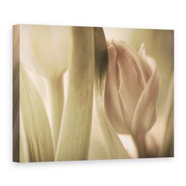 Tablou Canvas - Lalele, Marime: 75 x 100 cm - - Roveli