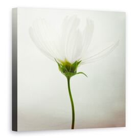 Tablou Canvas - Cosmos Alb, Marime: 90 x 90 cm - - Roveli