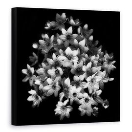 Tablou Canvas - Senzatie Timpurie, Marime: 90 x 90 cm - - Roveli