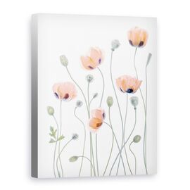Tablou Canvas - Maci, Marime: 75 x 100 cm - - Roveli