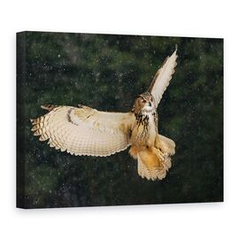 Tablou Canvas - Bufnita, Marime: 75 x 100 cm - - Roveli