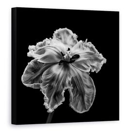 Tablou Canvas - Papagalul Tulip - - Roveli