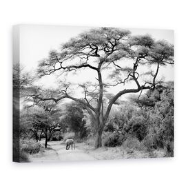 Tablou Canvas - Sub Salcam, Marime: 75 x 100 cm - - Roveli