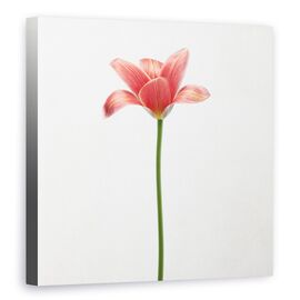 Tablou Canvas - Lalea Cu Tulpina Lunga, Marime: 90 x 90 cm - - Roveli