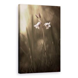 Tablou Canvas - O Floare Mica Pe Pamant, Marime: 60 x 90 cm - - Roveli