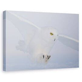 Tablou Canvas - Ochi De Aur La Vanatoare - - Roveli