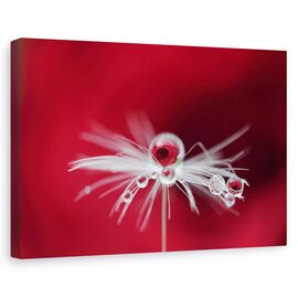 Tablou Canvas - Picatura De Trandafir, Marime: 60 x 90 cm - - Roveli
