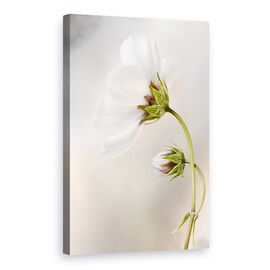 Tablou Canvas - Cosmos, Marime: 60 x 90 cm - - Roveli