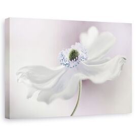 Tablou Canvas - Briza Anemonei, Marime: 60 x 90 cm - - Roveli