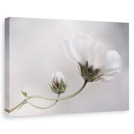 Tablou Canvas - Pur Si Simplu Cosmos, Marime: 60 x 90 cm - - Roveli