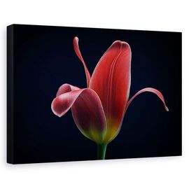 Tablou Canvas - Prima Lalea, Marime: 60 x 90 cm - - Roveli