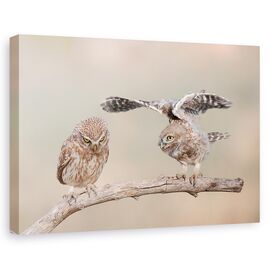 Tablou Canvas - Indiferenta - - Roveli