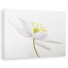 Tablou Canvas - Nemorosa, Marime: 60 x 90 cm - - Roveli