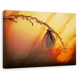 Tablou Canvas - Noapte Buna, Marime: 60 x 90 cm - - Roveli