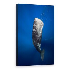Tablou Canvas - Balena In Lumina, Marime: 60 x 90 cm - - Roveli