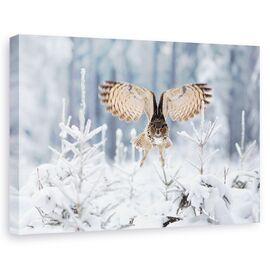 Tablou Canvas - Vultur-Bufnita, Marime: 60 x 90 cm - - Roveli