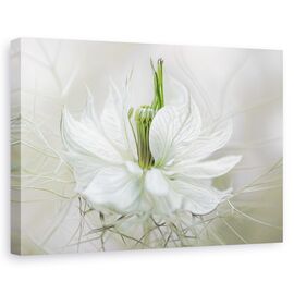 Tablou Canvas - Nigella, Marime: 60 x 90 cm - - Roveli
