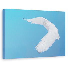 Tablou Canvas - Vanand Bufnita Polara, Marime: 60 x 90 cm - - Roveli