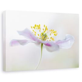 Tablou Canvas - Anemone Din Lemn, Marime: 60 x 90 cm - - Roveli