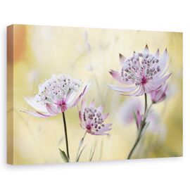 Tablou Canvas - Astrantia Major, Marime: 60 x 90 cm - - Roveli