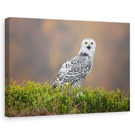 Tablou Canvas - Bufnita De Zapada, Marime: 60 x 90 cm - - Roveli