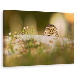Tablou Canvas - Bufnita De Vizuina - - Roveli