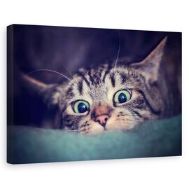 Tablou Canvas - Vanator - - Roveli