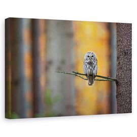 Tablou Canvas - Bufnita Tawny - - Roveli