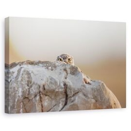 Tablou Canvas - Bufnita Mica - - Roveli