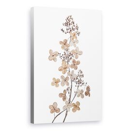 Tablou Canvas - Hortensie Paniculata - - Roveli