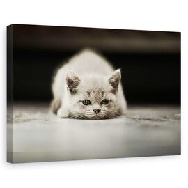 Tablou Canvas - Phillip, Marime: 60 x 90 cm - - Roveli