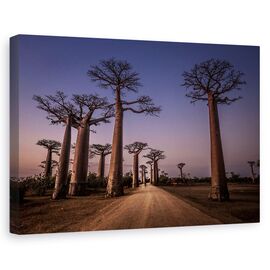 Tablou Canvas - Aleea Cu Baobabi - - Roveli