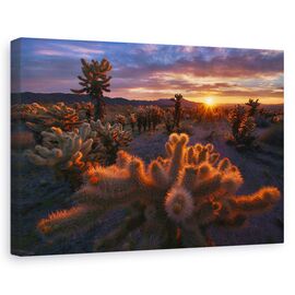 Tablou Canvas - Gradina Cholla, Marime: 60 x 90 cm - - Roveli