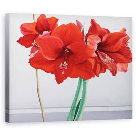 Tablou Canvas - Christopher Ryland - Amaryllis rosu - - Roveli