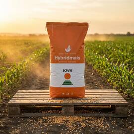 KWS FORTURIO seminte porumb FAO 400, semitardiv, dentat, destinat productiei de boabe - precomenzi 2026! - - Roveli