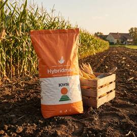 KWS Hypolito seminte porumb FAO 350, hibrid semitimpuriu exceptional la seceta si arsita - Stoc NOU! - - Roveli