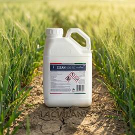 Zizan 500SC 5L fungicid contra Fainare grau, Rugina bruna, Septorioza, Fainarea cerealelor, Rugina, Patarea reticulara - - Roveli